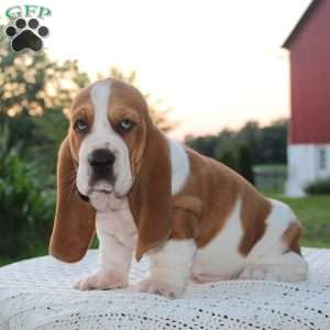 Barney, Basset Hound Puppy
